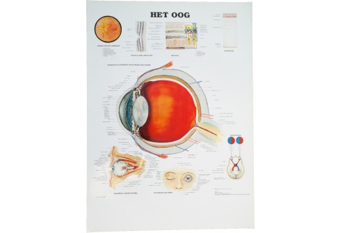 Poster van het schematische oogstelsel