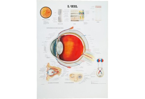 Poster van het schematische oogstelsel (Franstalig)