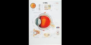 Poster van het schematische oogstelsel (Franstalig)